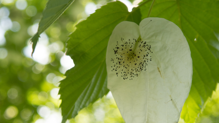 Davidia involucrata Blumen