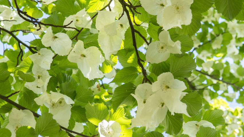 Davidia involucrata Blumen