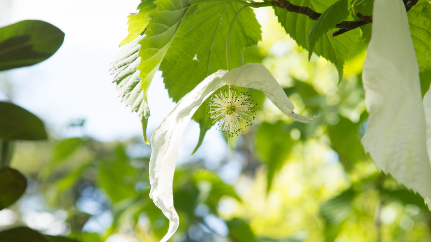 Davidia involucrata Blumen