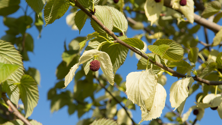 Davidia involucrata Blumen