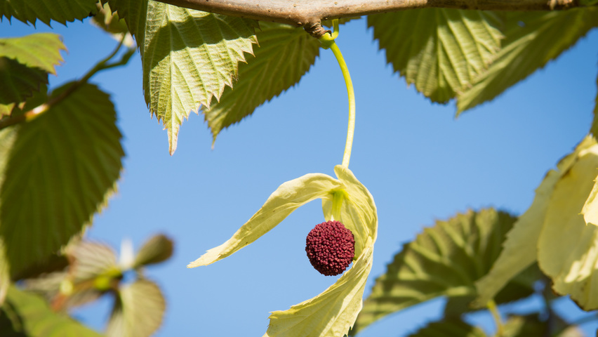 Davidia involucrata Blumen