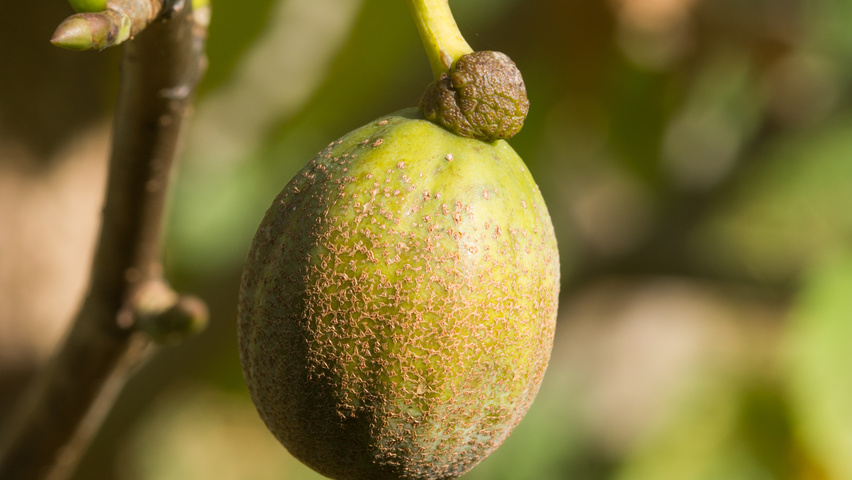 Davidia involucrata Frucht