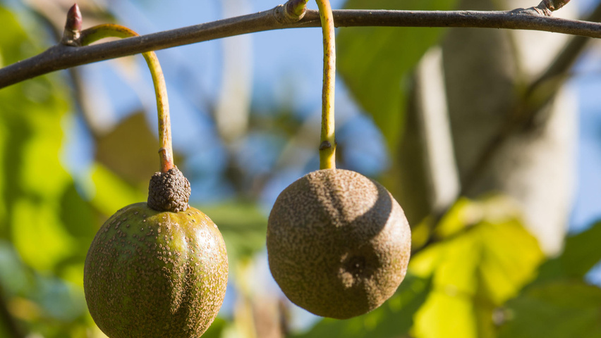 Davidia involucrata Frucht