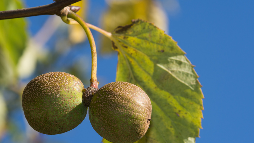 Davidia involucrata Frucht
