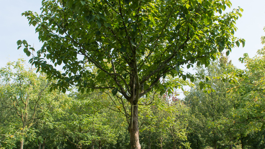 Davidia involucrata hochstämmig