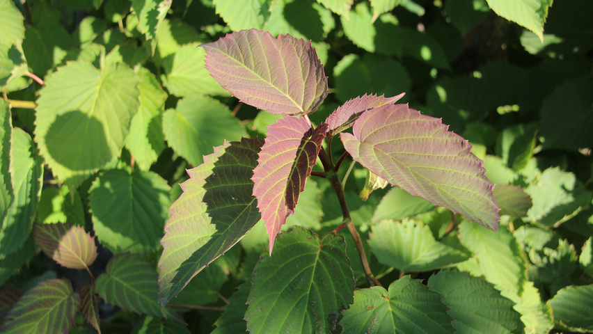 Davidia involucrata Blatt