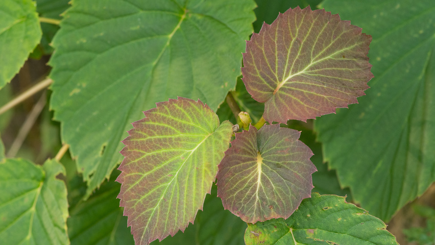 Davidia involucrata Blatt