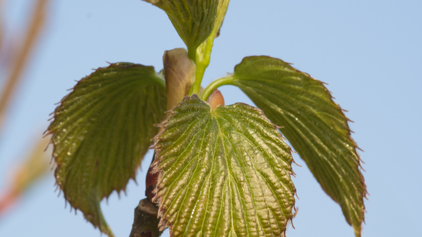 Davidia involucrata Blatt