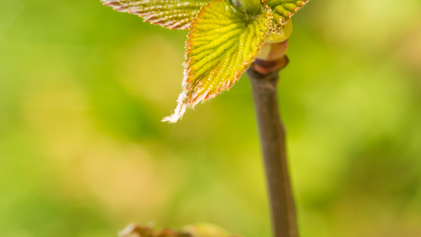 Davidia involucrata Blatt