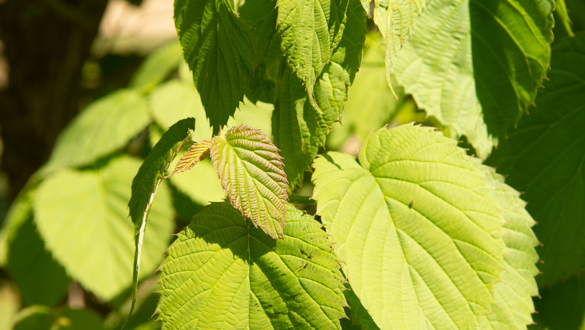 Davidia involucrata Blatt