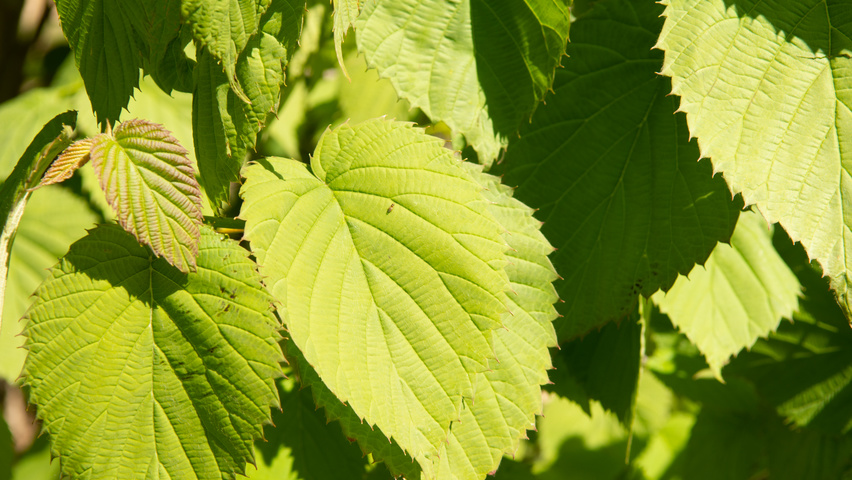 Davidia involucrata Blatt