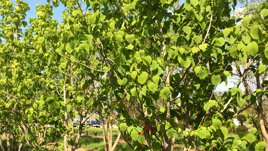 Davidia involucrata mehrstämmige