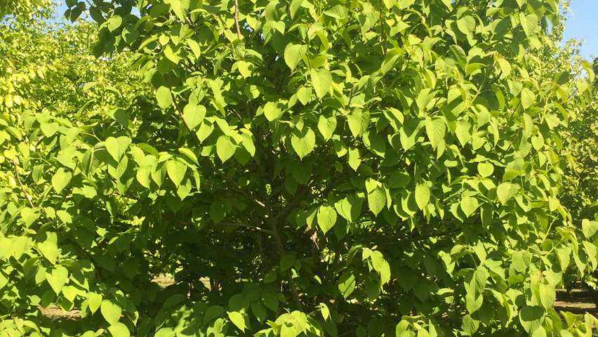 Davidia involucrata mehrstämmige