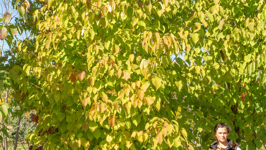 Davidia involucrata mehrstämmige