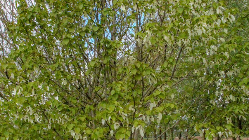 Davidia involucrata mehrstämmige