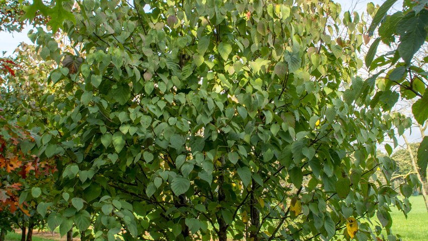 Davidia involucrata mehrstämmige Schirmform