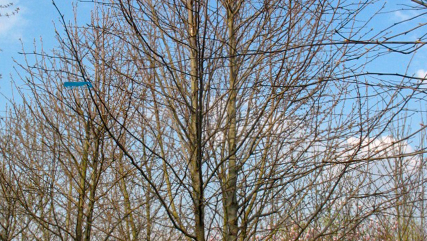 Davidia involucrata mehrstämmige Schirmform