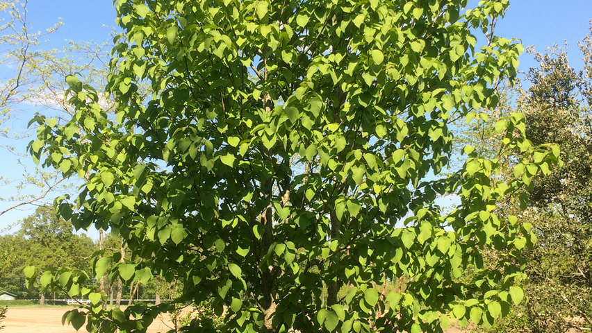 Davidia involucrata mehrstämmige Schirmform