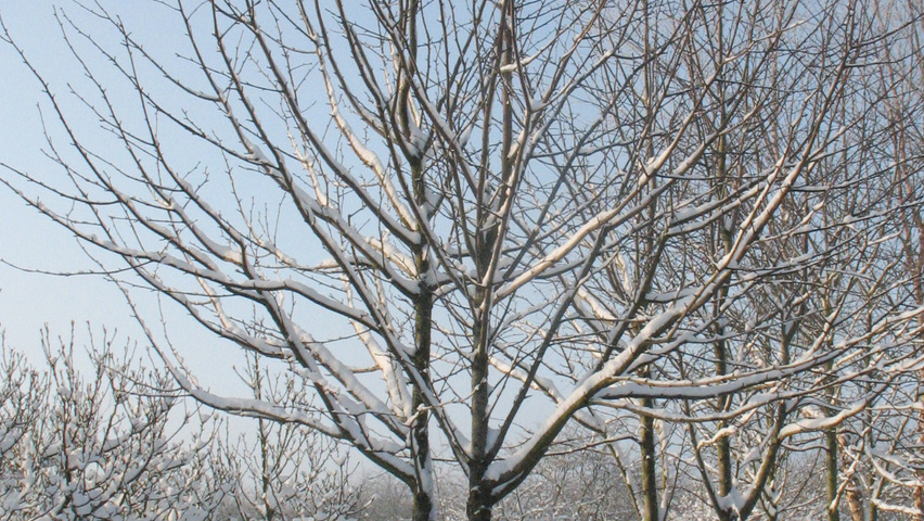 Davidia involucrata mehrstämmige Schirmform