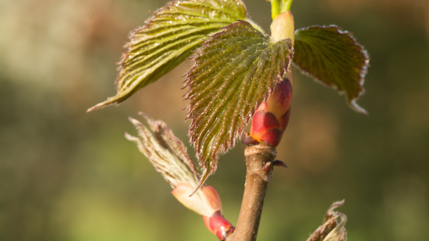 Davidia involucrata Zweige