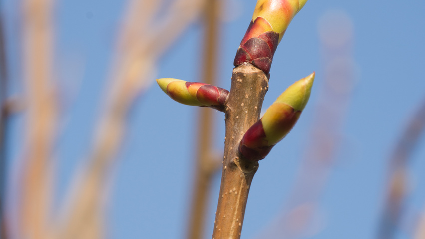 Davidia involucrata Zweige