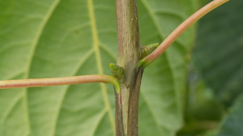 Davidia involucrata Zweige