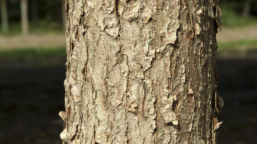 Davidia involucrata var. vilmoriniana bark