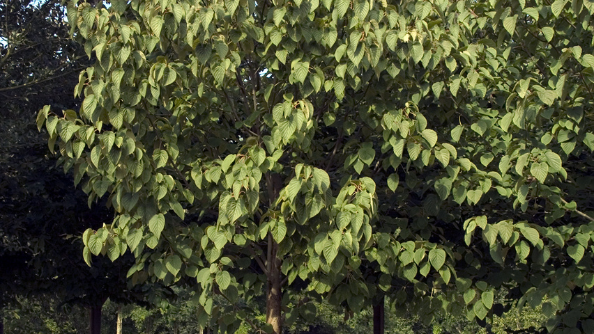 Davidia involucrata var. vilmoriniana standard tree