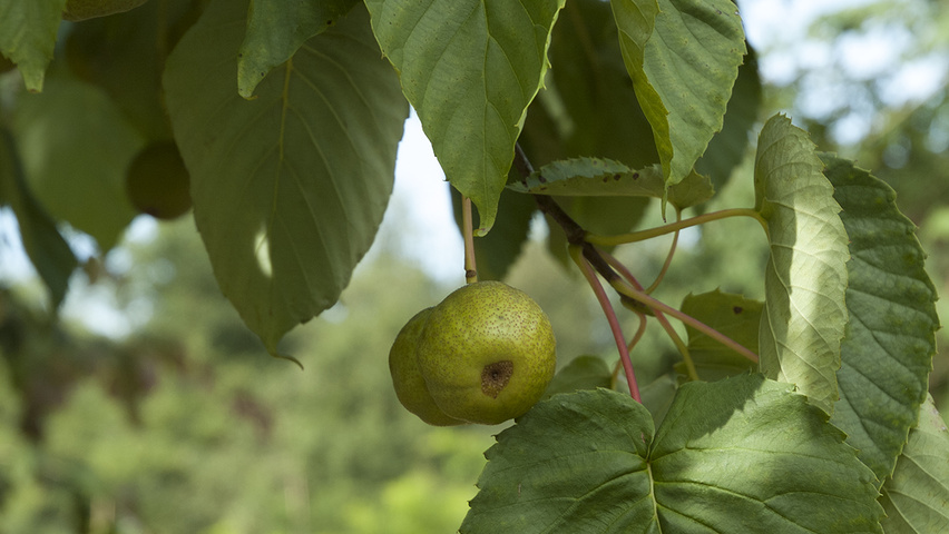 Davidia involucrata var. vilmoriniana leaves
