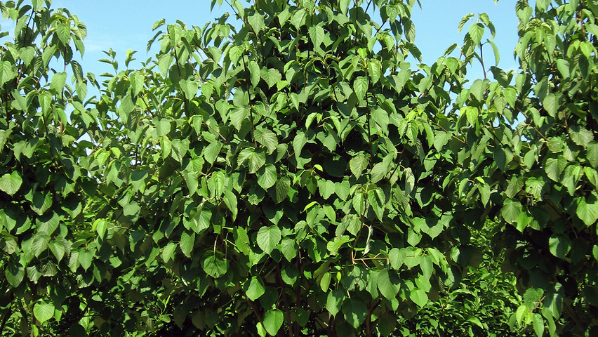 Davidia involucrata var. vilmoriniana multi-stem