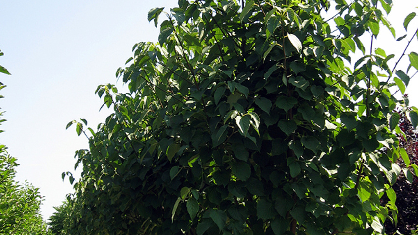 Davidia involucrata var. vilmoriniana multi-stem umbrella