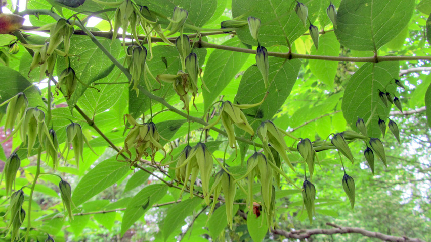 Decaisnea fargesii цветки