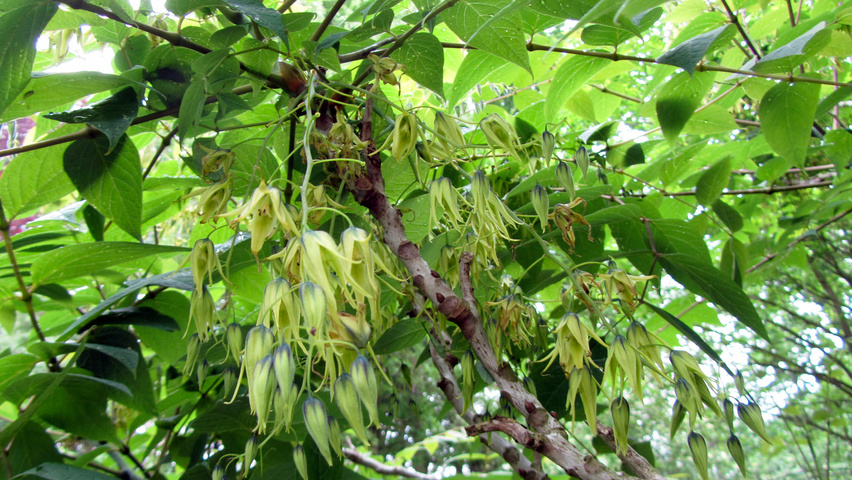 Decaisnea fargesii цветки