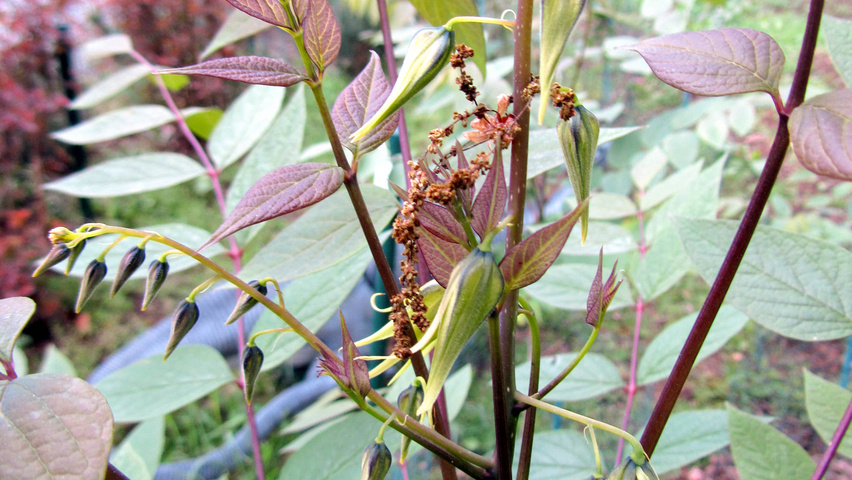 Decaisnea fargesii цветки