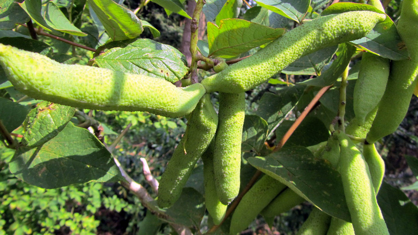 Decaisnea fargesii плоды