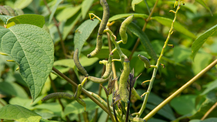 Decaisnea fargesii плоды