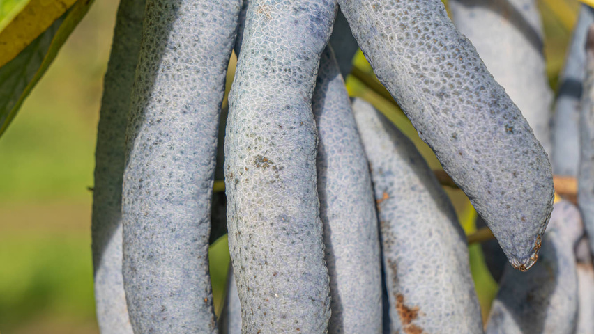 Decaisnea fargesii плоды
