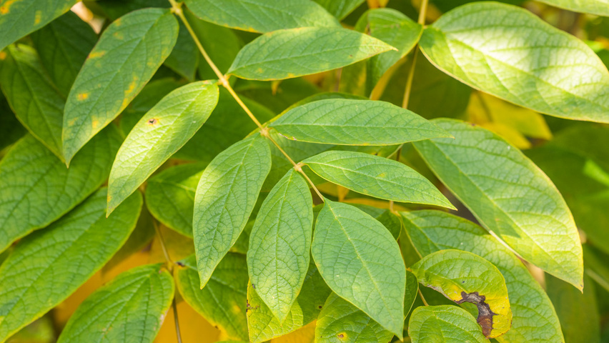 Decaisnea fargesii листья