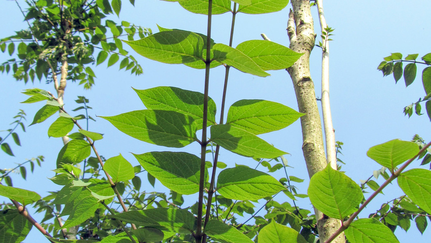 Decaisnea fargesii листья