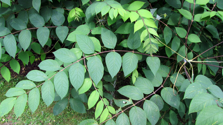 Decaisnea fargesii листья