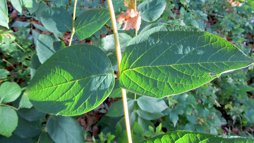 Decaisnea fargesii листья