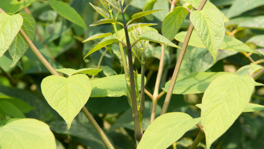 Decaisnea fargesii листья