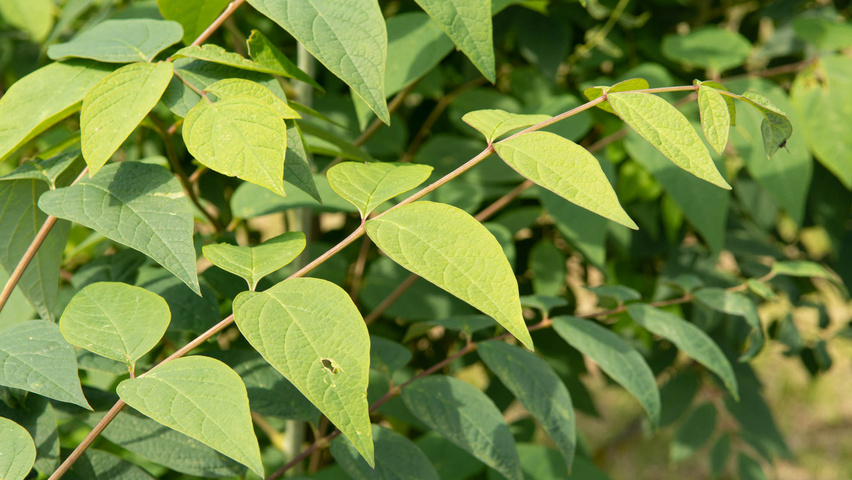 Decaisnea fargesii листья