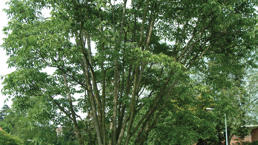 Decaisnea fargesii Кустарники-солитеры