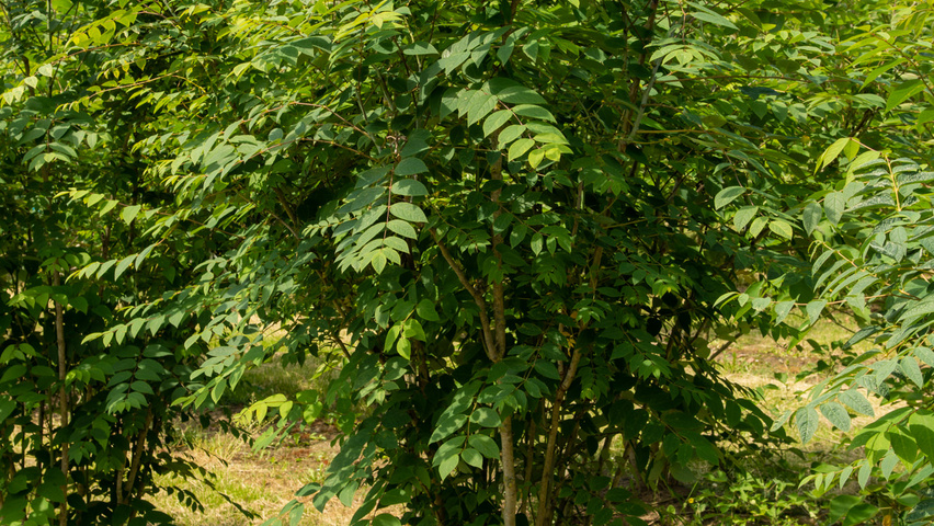 Decaisnea fargesii Кустарники-солитеры