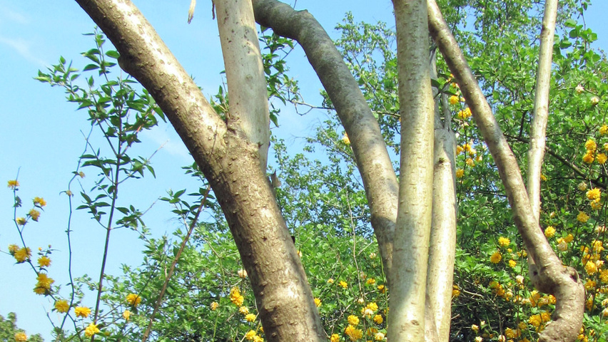 Decaisnea fargesii ветви