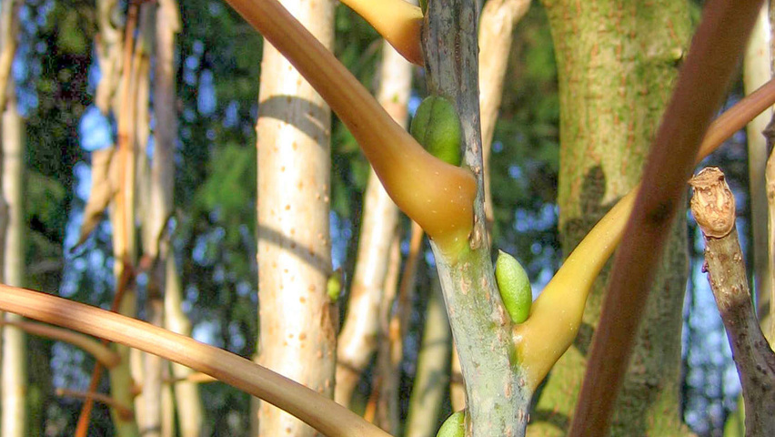 Decaisnea fargesii ветви