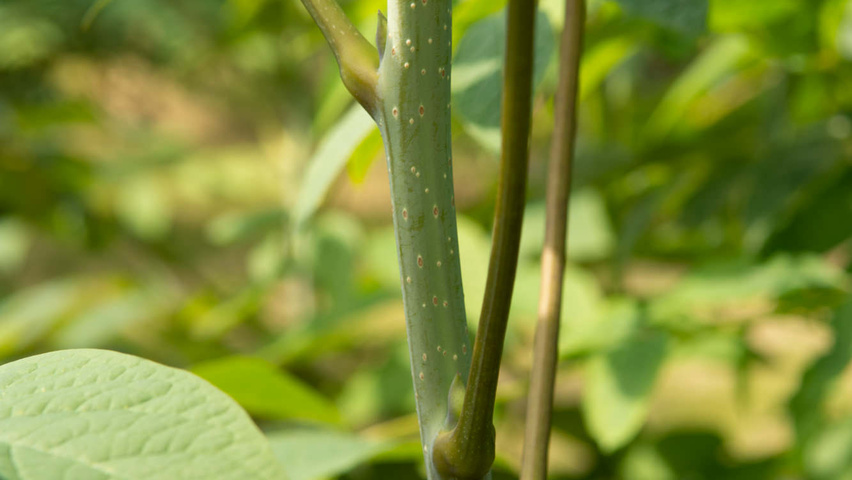 Decaisnea fargesii ветви