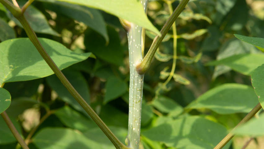 Decaisnea fargesii ветви