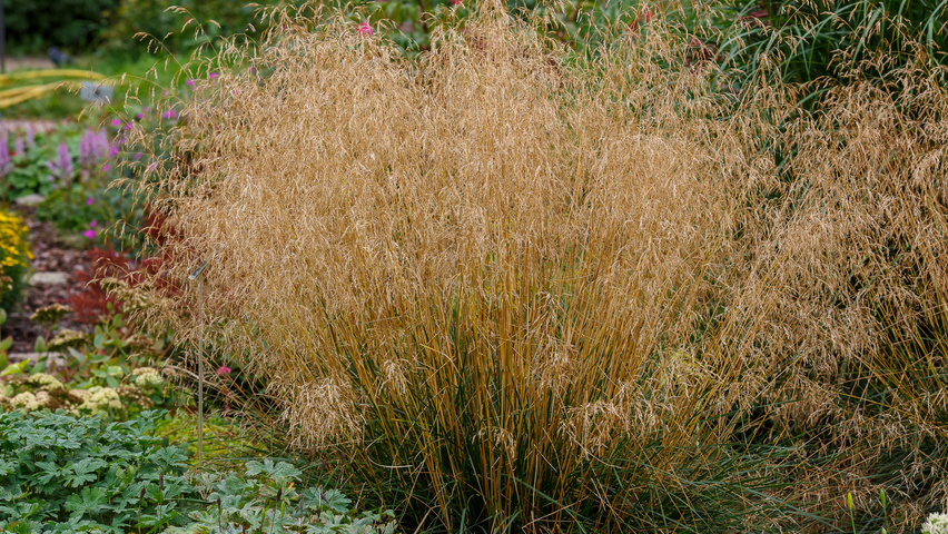 Deschampsia cespitosa 'Bronzeschleier' flowers
